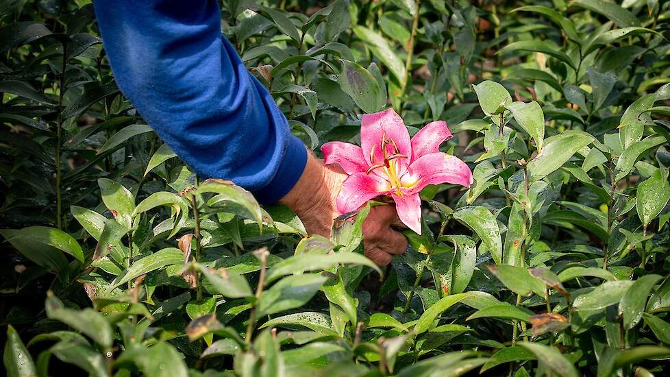 Drenthe viert komst ‘duurzaamste leliebol ter wereld' met kraamfeest