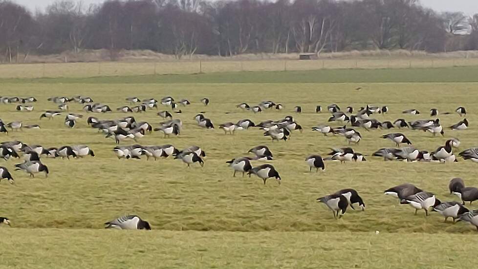 Onze Weidevogels › Verschillende soorten kruidenrijk grasland op Schiermonnikoog