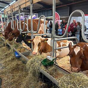 Koeien kijken is populair in Hardenberg.