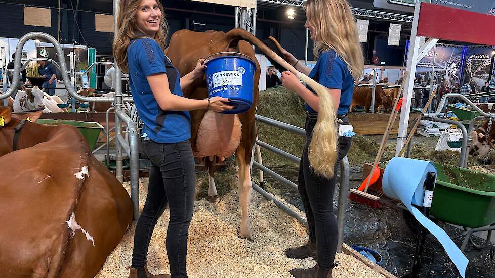 De koeien worden goed verzorgd en constant in de gaten gehouden. Dat levert soms bijzondere taferelen op.