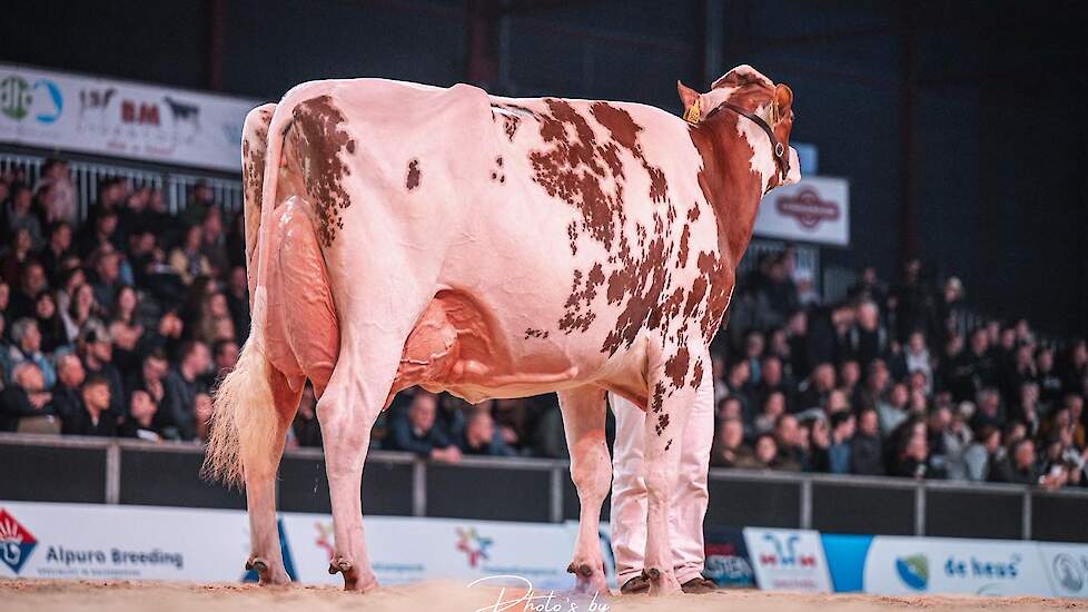Heerenbrink Dolly Rae Jordy algemeen kampioen roodbont op HHH