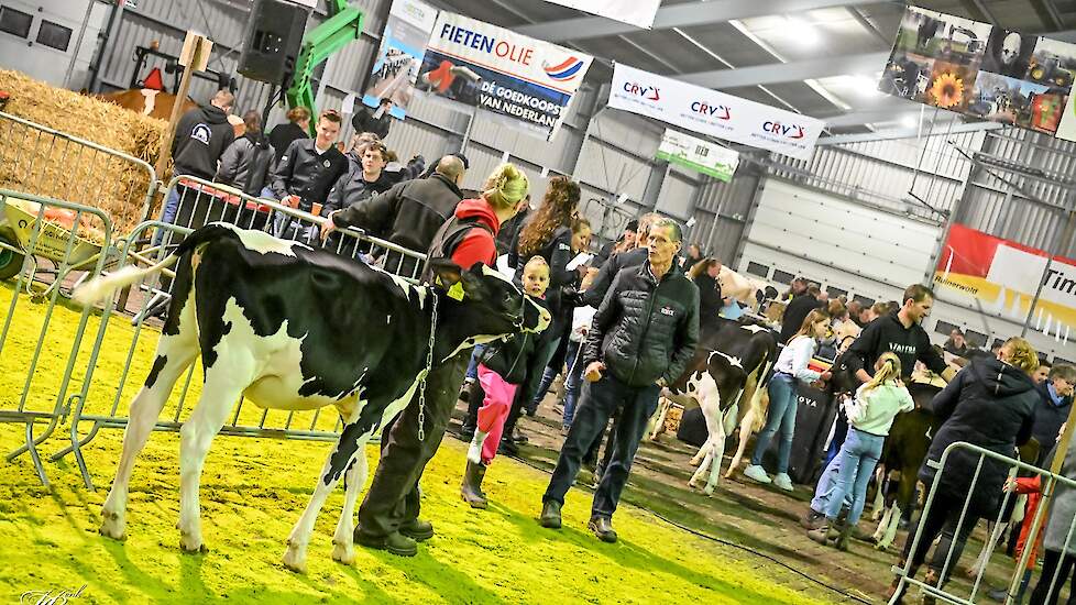 Melkveekeuring in kerstsfeer tijdens Zuidwesthoek Winteravondshow