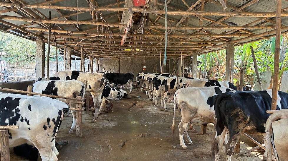 Een groot melkveebedrijf in Ethiopi&euml;, want meestal staan er maar twee koeien.