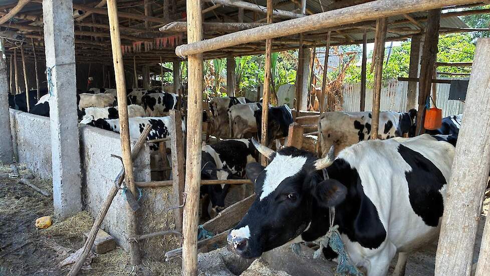 Het melkvee wordt er gehouden onder primitieve omstandigheden.