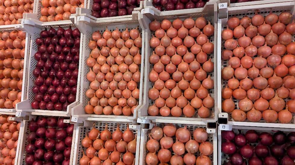 De kistjes met uien, waarvan de top drie uiteindelijk werd geveild voor het goede doel.