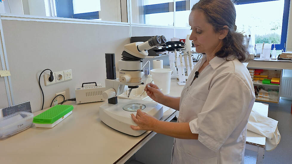 Schadelijke aaltjes en aardappelmoeheid; inzicht door onderzoek