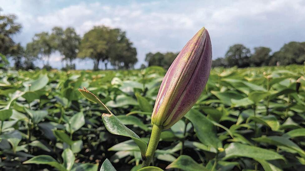 Westerveld stelt teeltvrije zone van vijftig meter in bij lelies