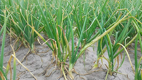 Valse meeldauw zet uienteelt onder druk  | Topgewas Podcast #4 Miniserie over uien