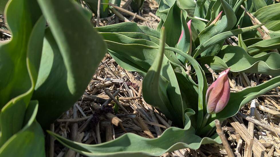 Lac van Rijn is de oudste soort in de collectietuin in Creil.