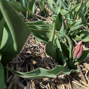 Lac van Rijn is de oudste soort in de collectietuin in Creil.