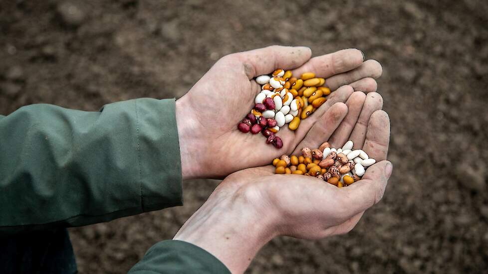 Proef met 'vergeten' streekbonen als de Groninger strogele, Drentse kievitsboon en Friese woudboon b