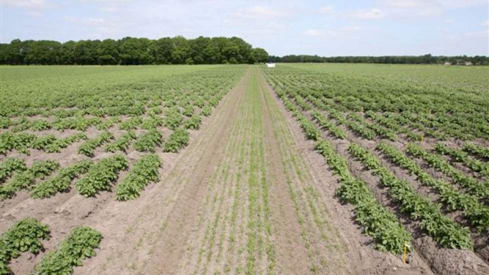 Proef- en demoveld met bemestingstrappen in aardappelen.