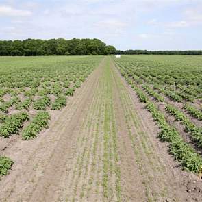 Proef- en demoveld met bemestingstrappen in aardappelen.