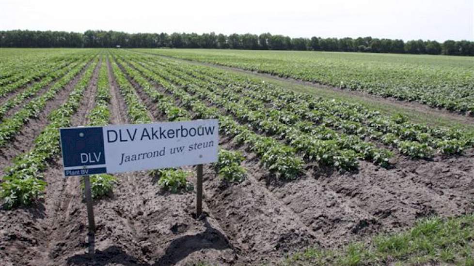 Op Op de Es liggen diverse proeven van DLV, onder meer met bemestingstrappen in aardappelen.