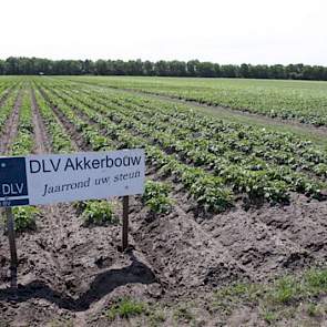 Op Op de Es liggen diverse proeven van DLV, onder meer met bemestingstrappen in aardappelen.