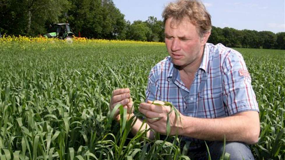 Emmens teelt 20 hectare zomergranen. Net als bij het binnenhalen van de aardappelen en het  rooien van de bieten werkt hij ook bij de graanoogst samen met collega-akkerbouwers.